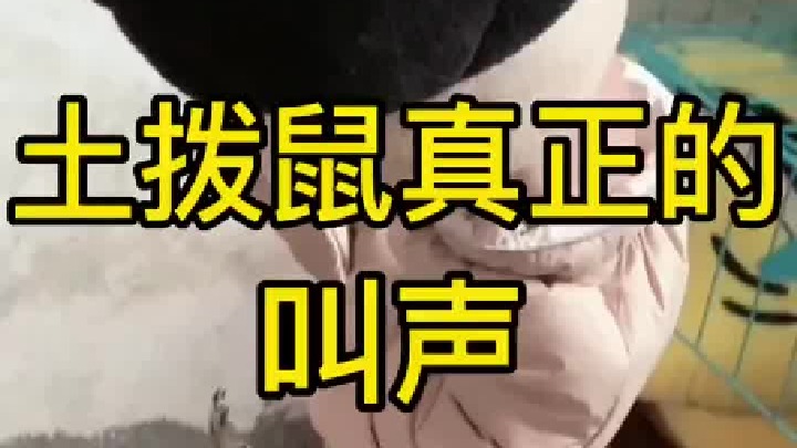 穿衣失败，但是。鼠叫成功。