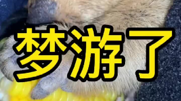 睡着了闻着香味就动嘴了。做梦呢吧！