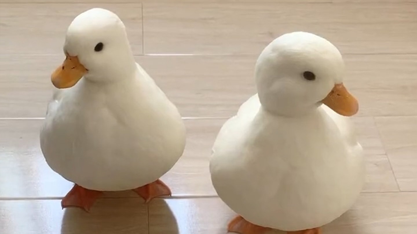 拿老母鸡孵鸭蛋到底会怎么样？