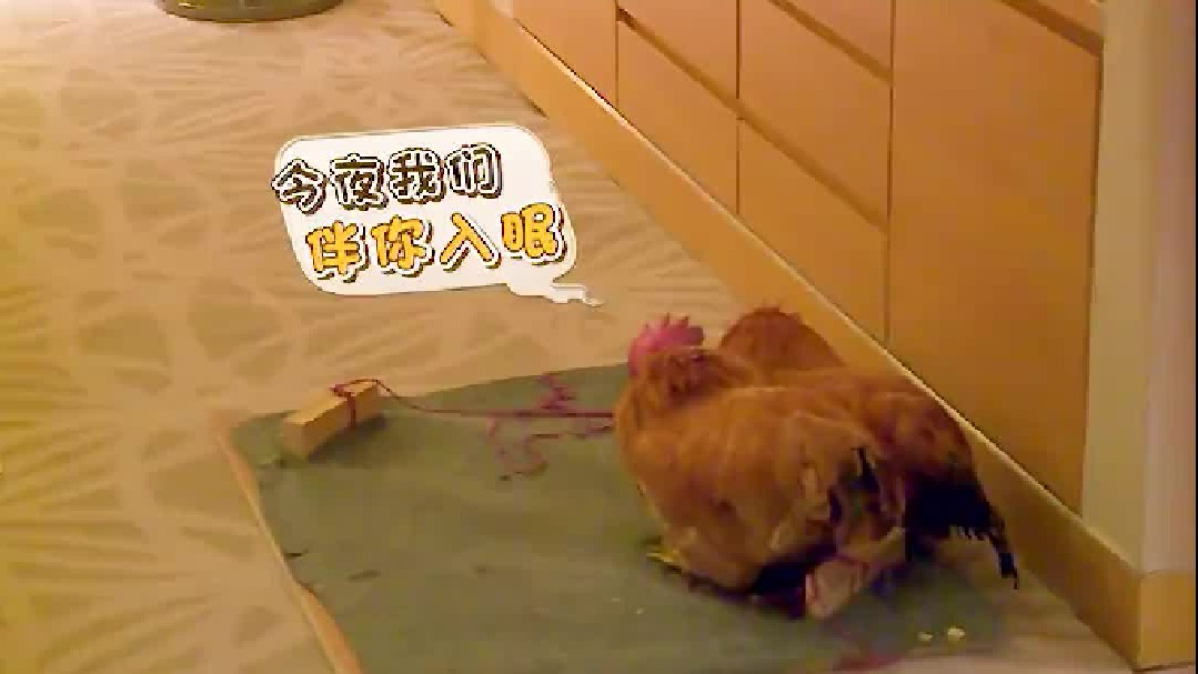 第二集孙红雷也有智商的一天