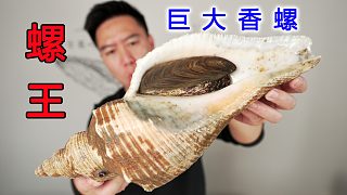 螺王來(lái)了，買一顆4斤多的巨大響螺，用雞湯汆太饞人了