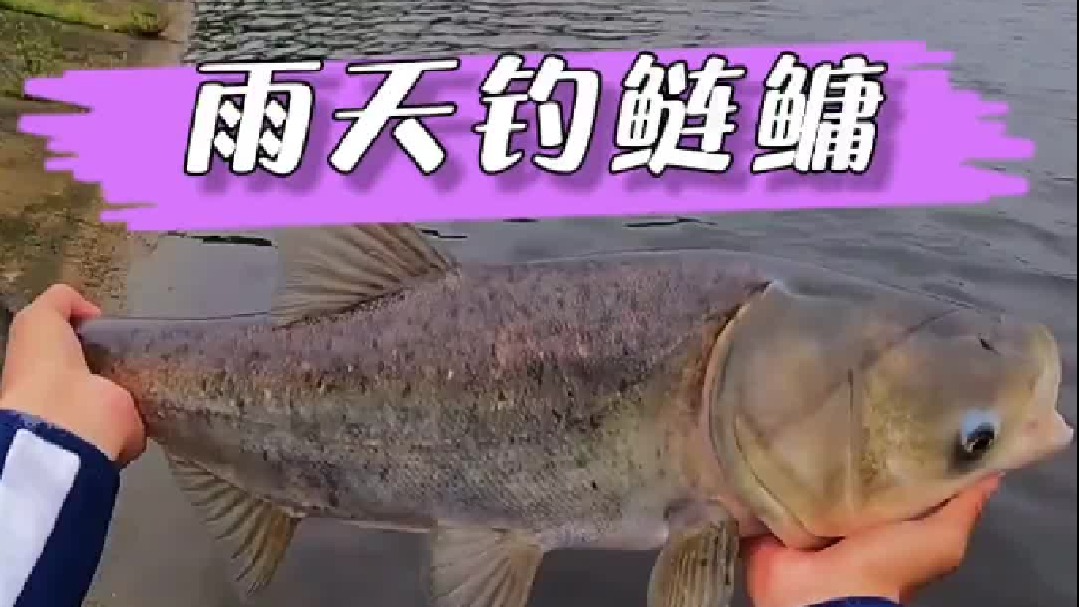 这手感应该就是很多人喜爱手杆钓鲢鳙的原因吧。