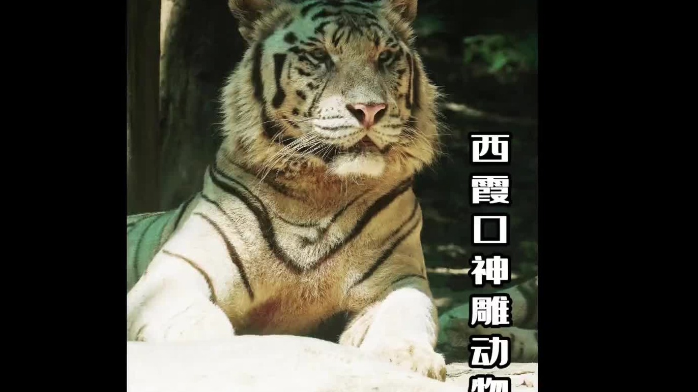 想去的动物园，又增加了一个呢