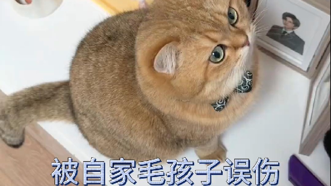 被自家毛孩子误伤