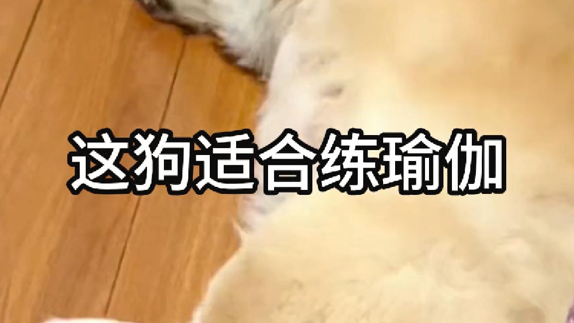 这狗适合练瑜伽