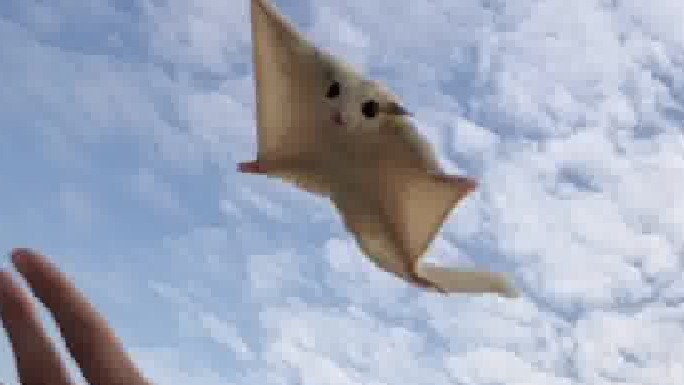 没有满眼是你的人，那就养一只满眼是你的宠物。