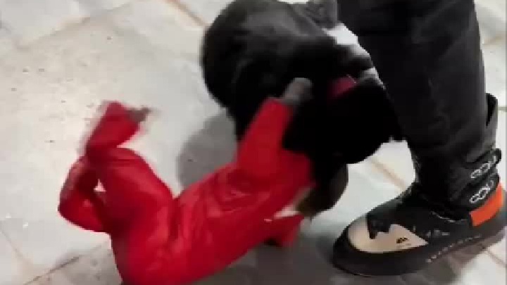 吓我一跳，刚开始我也认为是个孩子，后来它一跳才看清…