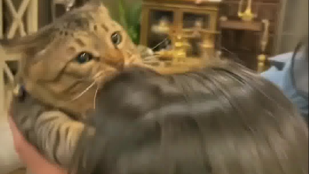 搓澡搓生气的猫咪