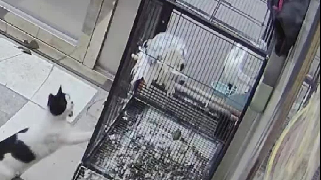 对不起……我不会再投喂流浪猫了