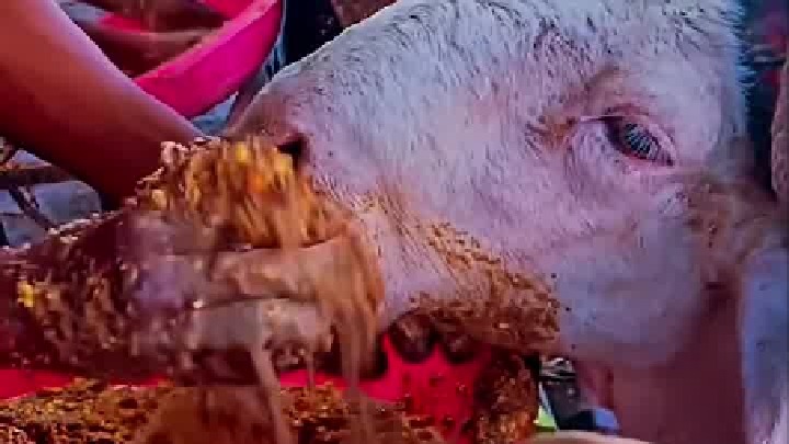 见过填鸭的，没见过填羊的