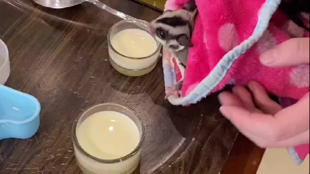 蛋黄从小就蒙上了一层阴影，这阴影竟然是……