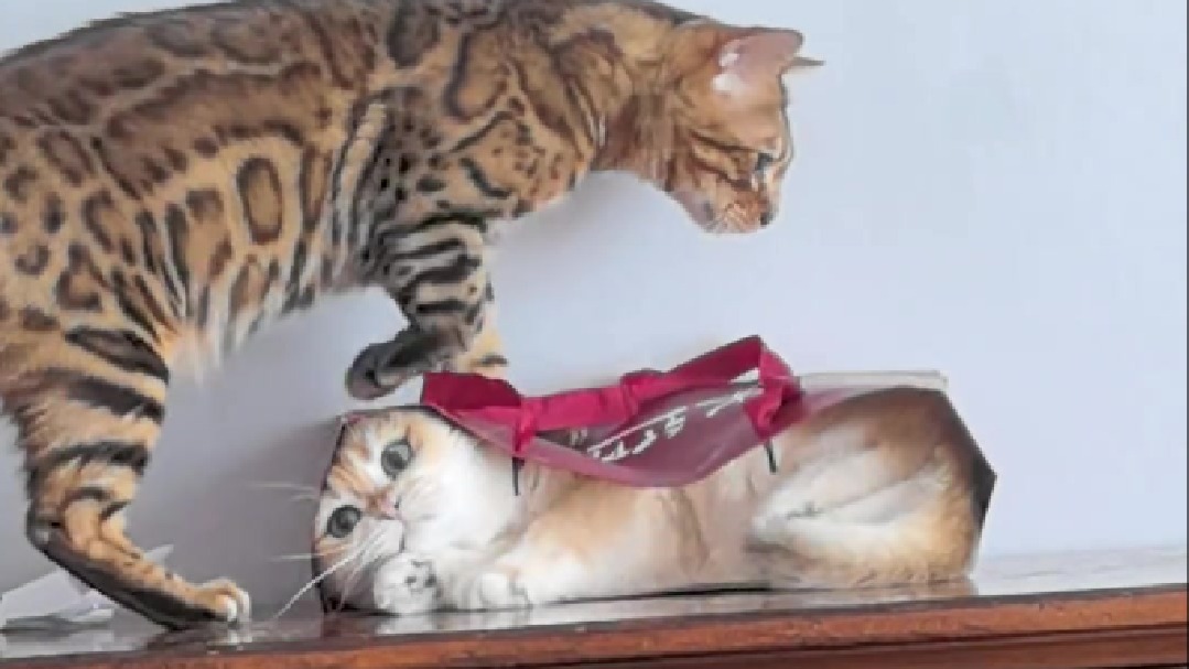 小猫：我真的没事……