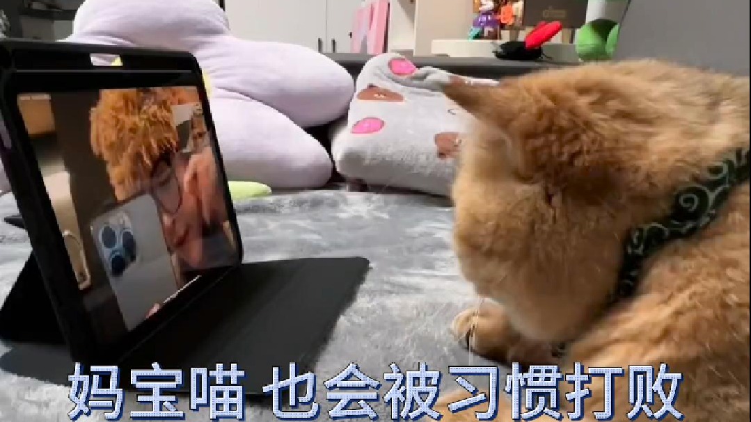 妈宝喵 也会被习惯打败
