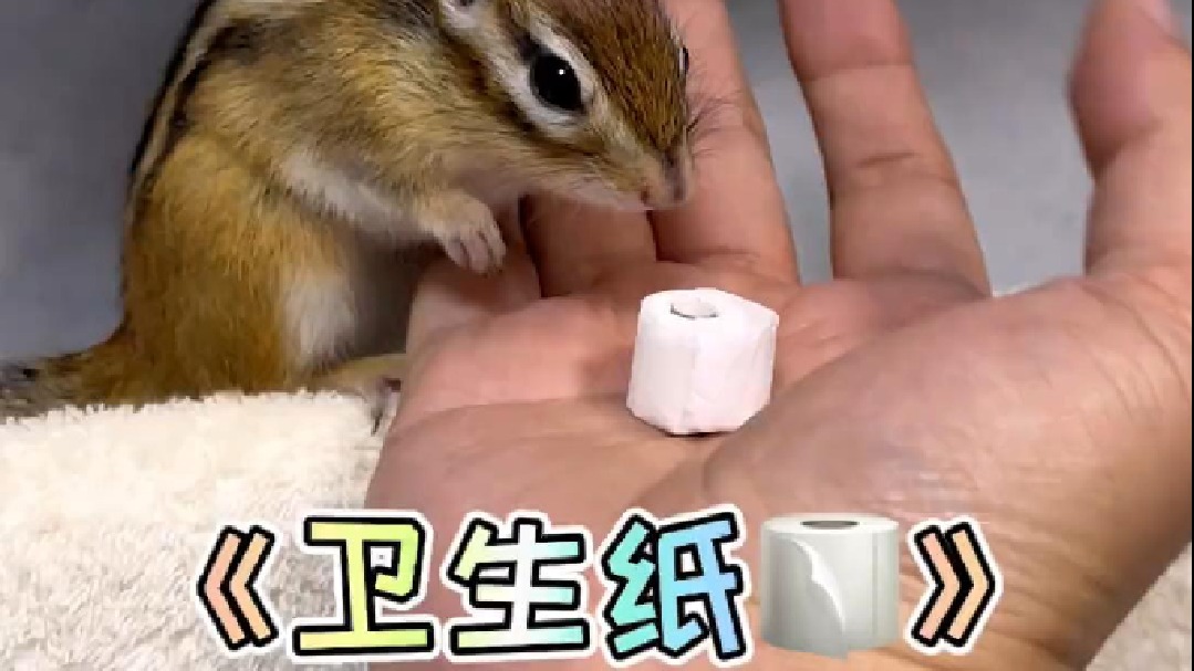 所以松鼠为什么是黄色的？