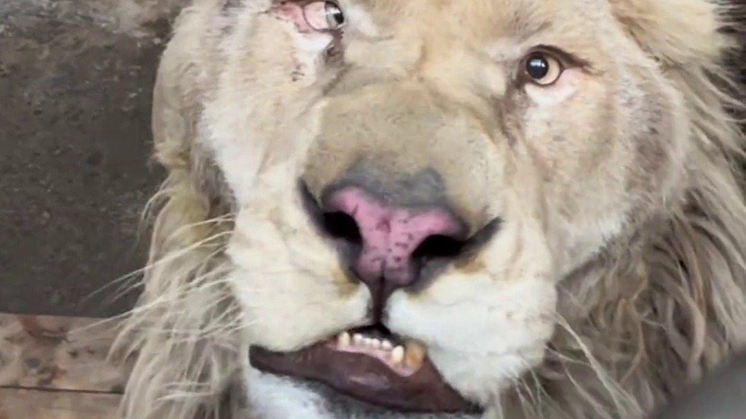 谁家正经动物园会推出和非洲二哥近距离互动的项目啊喂！