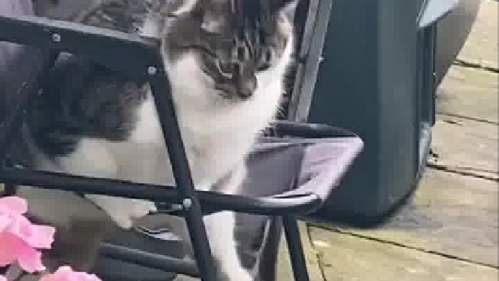 猫咪一屁股把椅子坐塌了，这肯定是椅子质量不行，怎么能是小猫的错呢