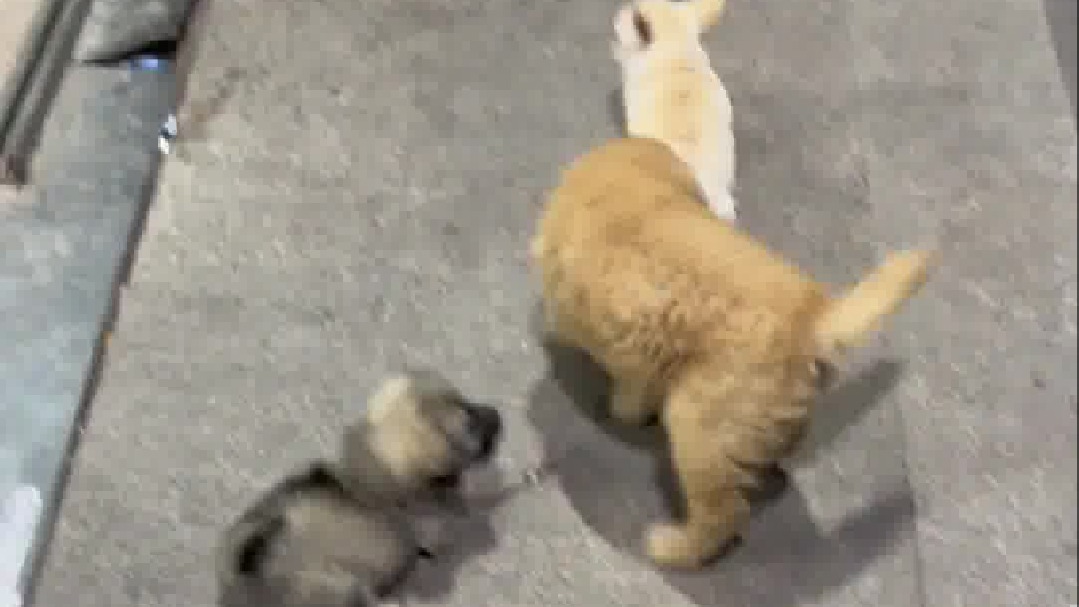 第一次见小狗拐小狗，三小只加起来还没有一岁