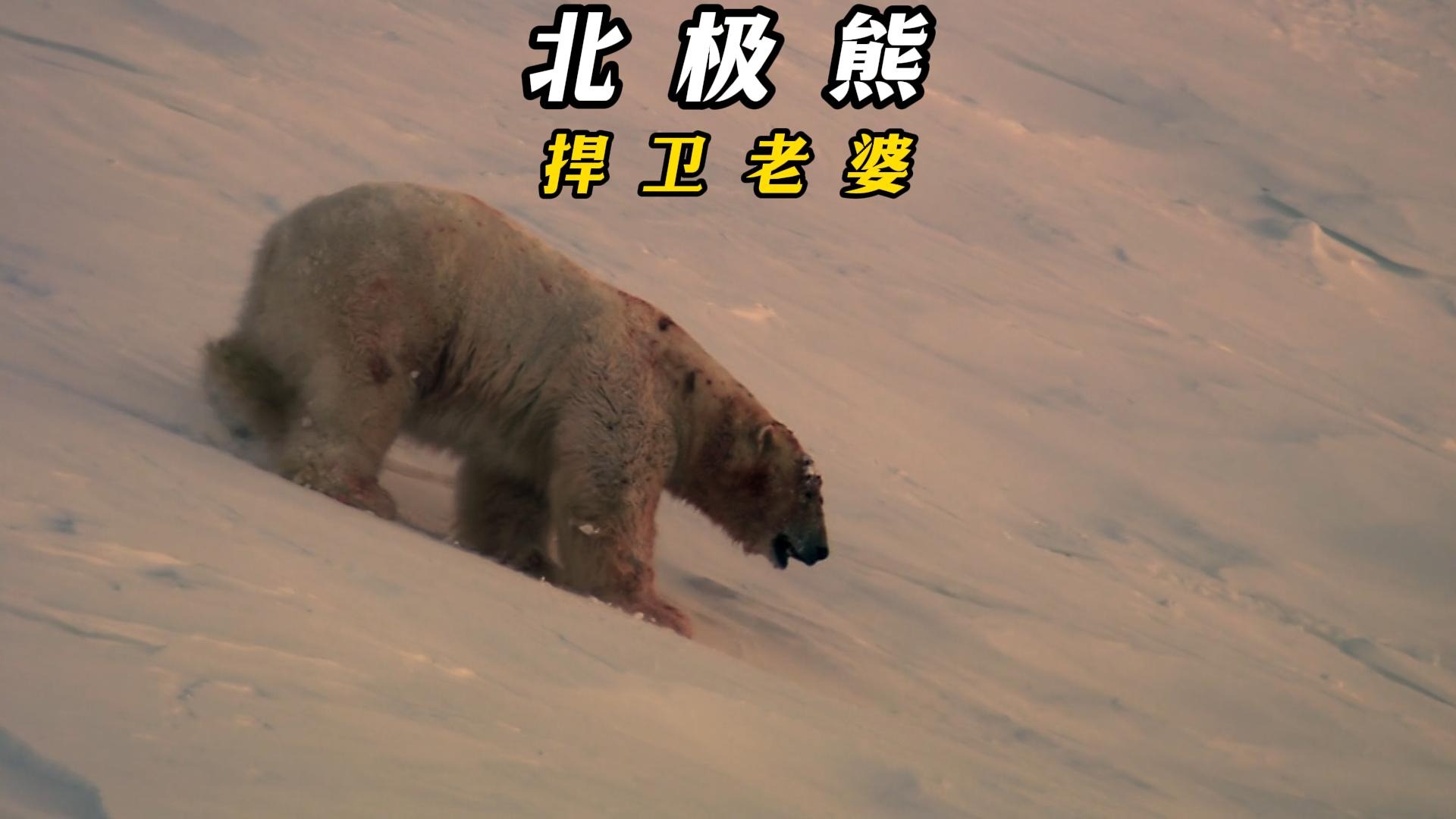 北极熊所要面临的艰难求偶挑战 雌性稀缺