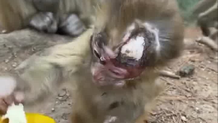 猴子的头皮被撕掉了