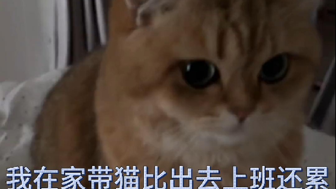 我在家带猫比出去上班还累