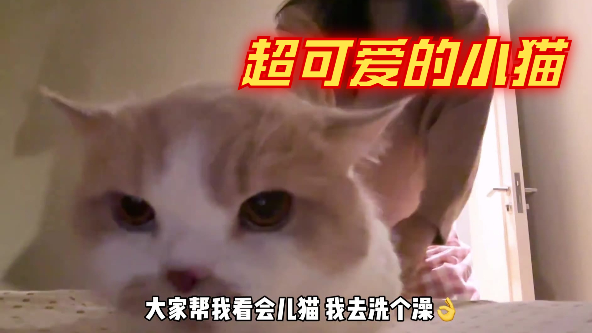 可爱的小猫怼脸杀