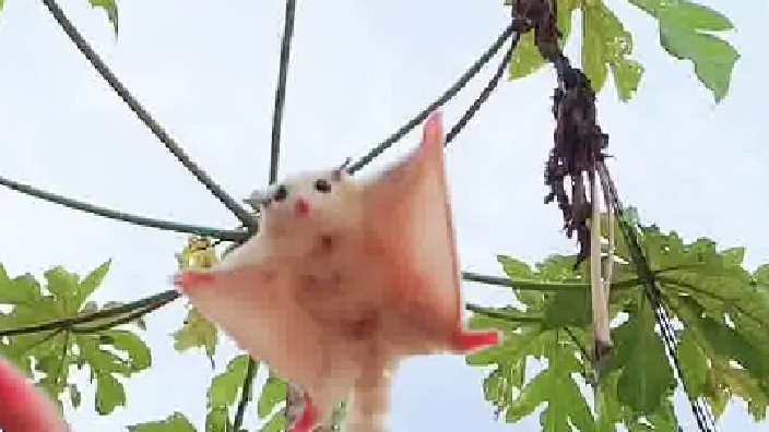 飞翔是你的天生技能，信任是你对人的恩赐。