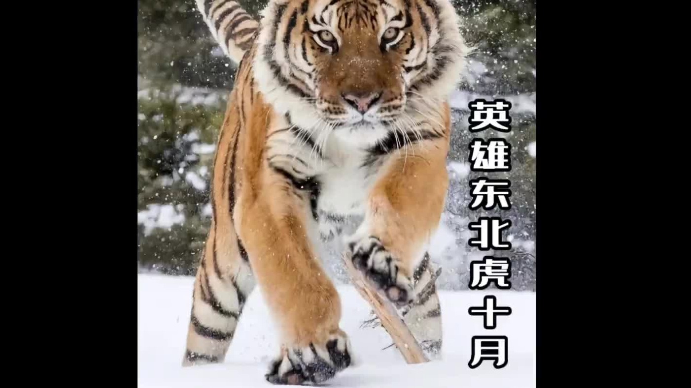 它以一虎之力拯救了整个东北虎种族，英雄虎十月！