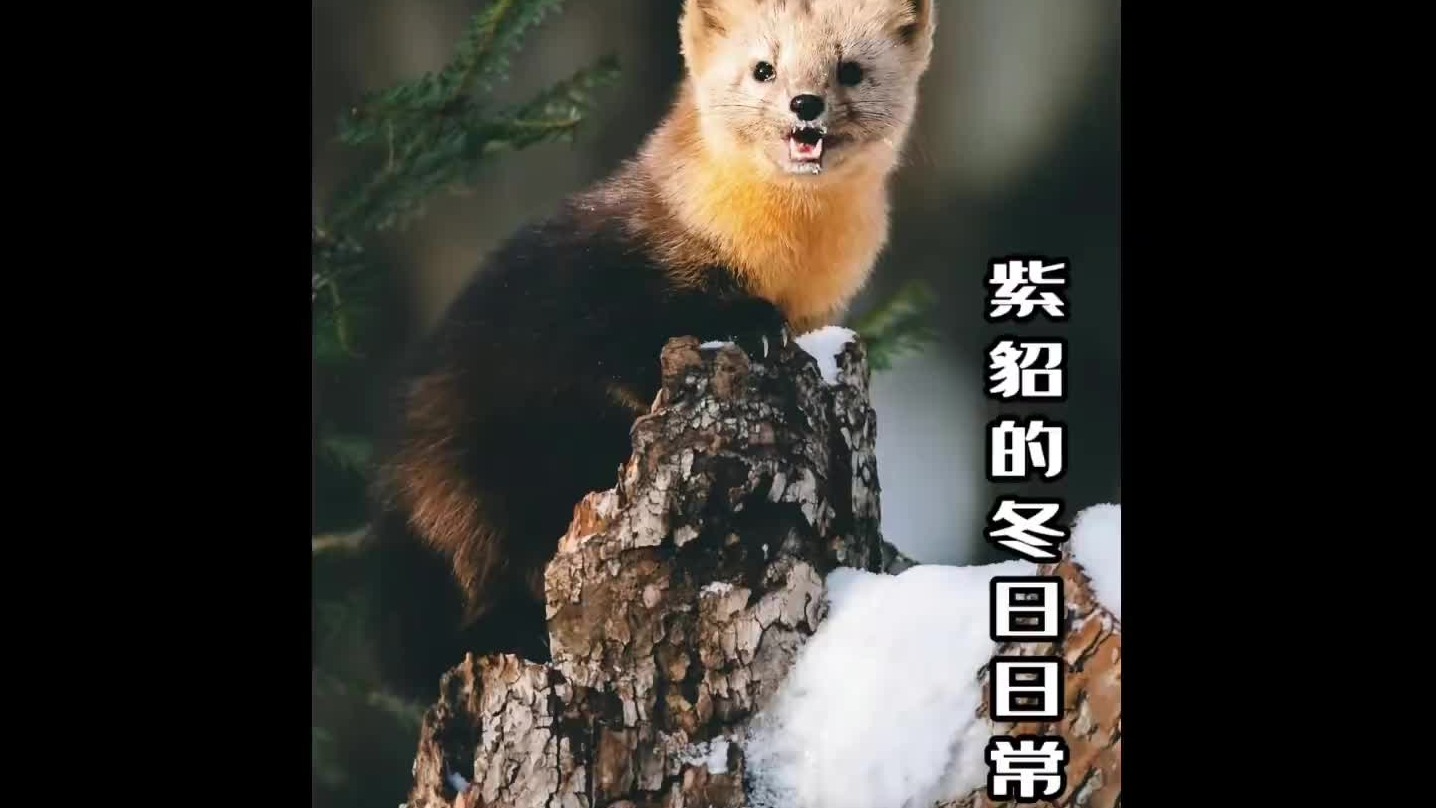 最烦同伴没有边界感了，还好有鼠鼠的粮仓