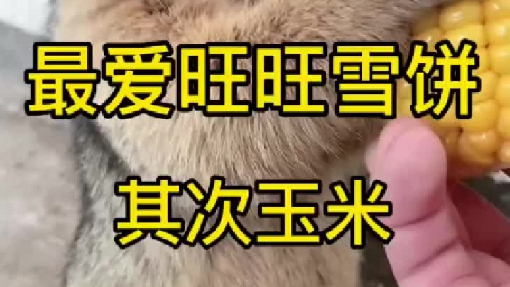 总有人说我不善待它，拆拆是真的很胆小啦，从来就没有打过它