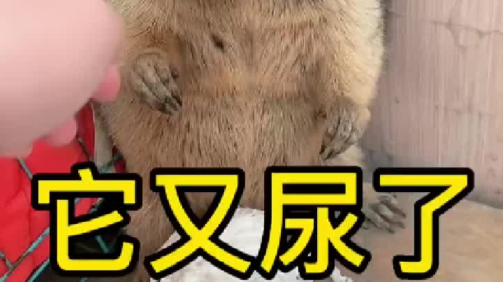 我这也没吓它呀！又尿了。