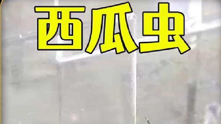 西瓜虫闯迷宫，把西瓜虫和奶酪放在迷宫两头，它能走到终点吗？