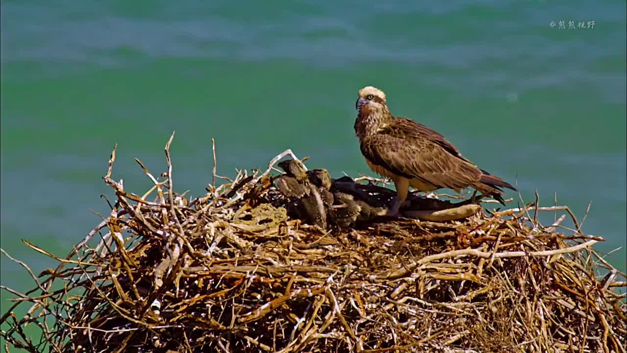 鹗养育雏鸟，并教导它们飞翔