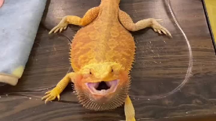 奇妙的动物 定期清理环境无意激怒了它