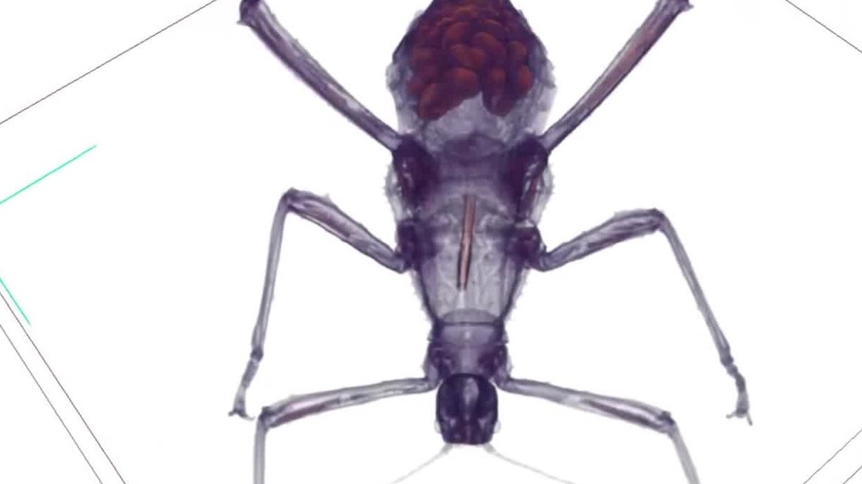 NAOMi-CT-竹节虫三维CT彩图-桌面型显微CT-台式显微CT-工业CT- 纳奥米检测科技出品