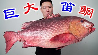 幾十斤的巨大海貨喂豬了，不僅被騙，而且還嚴重翻車