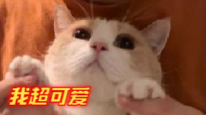 快带着你的猫一起呱呱呱