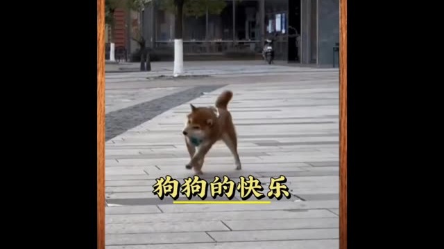 狗狗的快乐