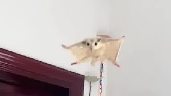 不论财产有多少，拥有一只心仪的宠物，你就更富有。