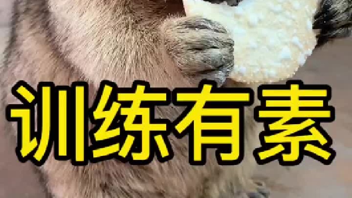 怎么样？听话吧！我训的。