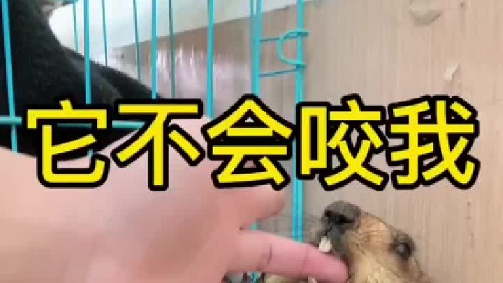 不跟我握手，还得多训。