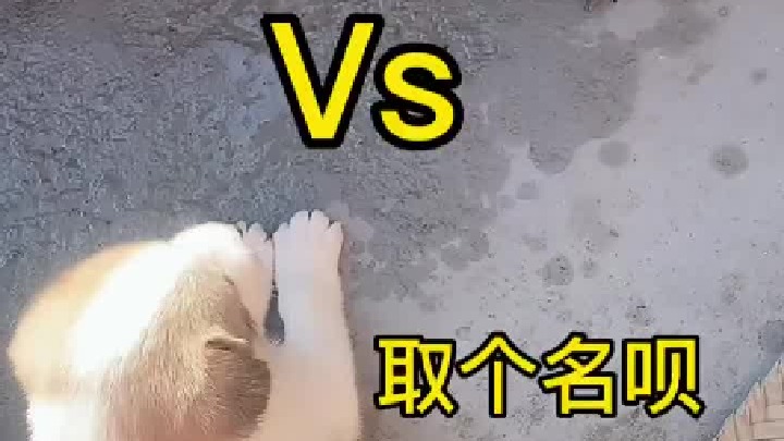 你们觉得给这个好看的狗子取个什么名字好，男的。