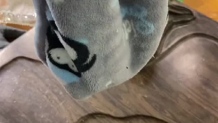 训练蜜袋鼯 凶唧唧的不能怕，征服它！