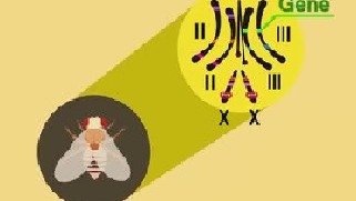 果蝇杂交实验：基因位于染色体上的证据