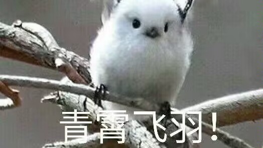 今天也是脸T的一天呢-17段组排三鸽