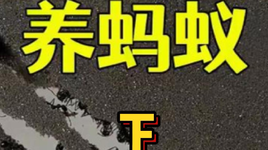 沉浸式养蚂蚁 下