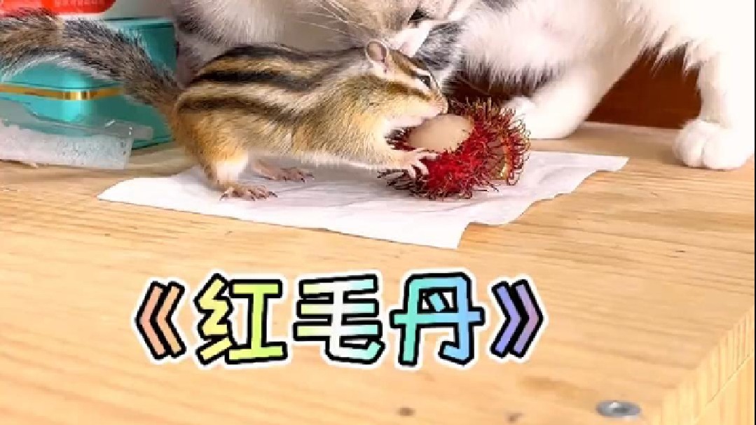 红毛丹你们吃过么？