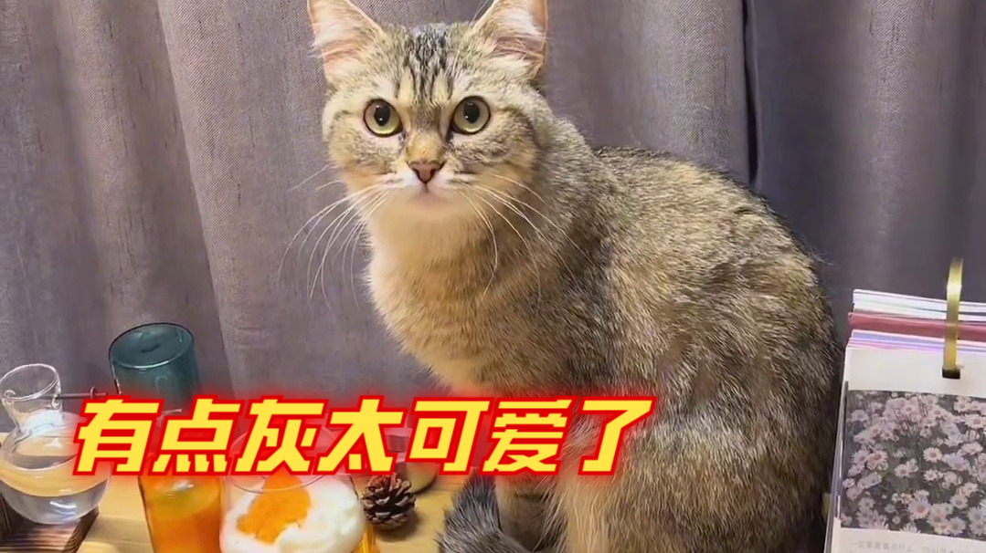 谁能对一只用自己做补偿的小猫咪生气呢