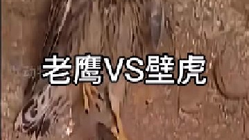 老鹰的巢穴爬来一只大壁虎