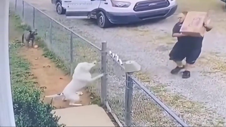 国外的狗有点凶猛啊