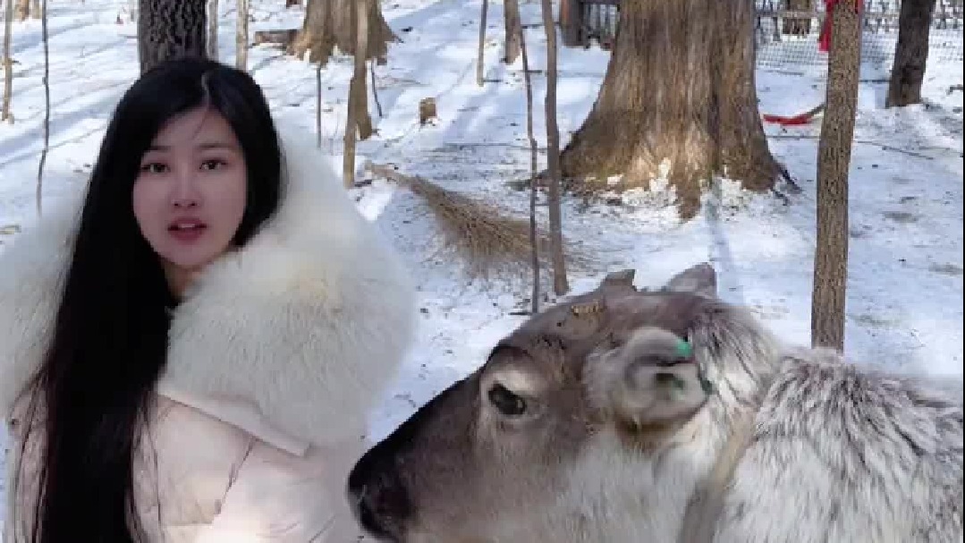 原来这驯鹿是真的喜欢我啊……